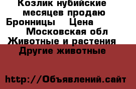 Козлик нубийские 6 месяцев,продаю. Бронницы. › Цена ­ 30 000 - Московская обл. Животные и растения » Другие животные   